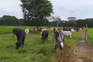 Agropecuaria Bellavista.