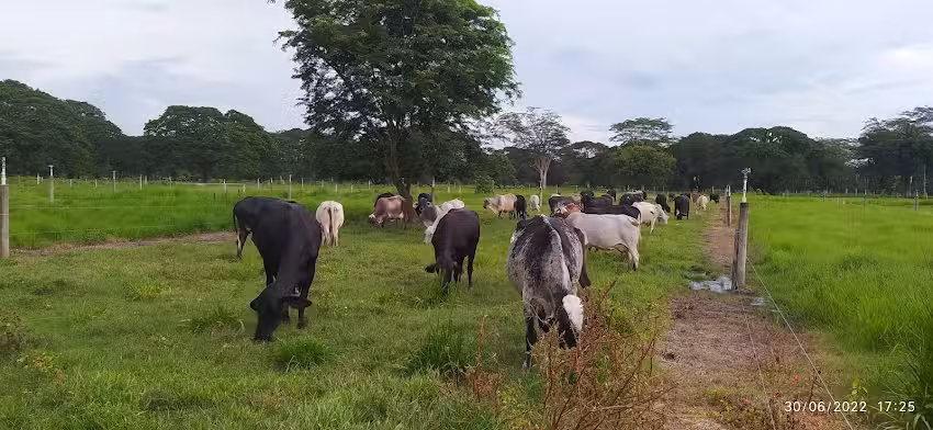 Agropecuaria Bellavista.