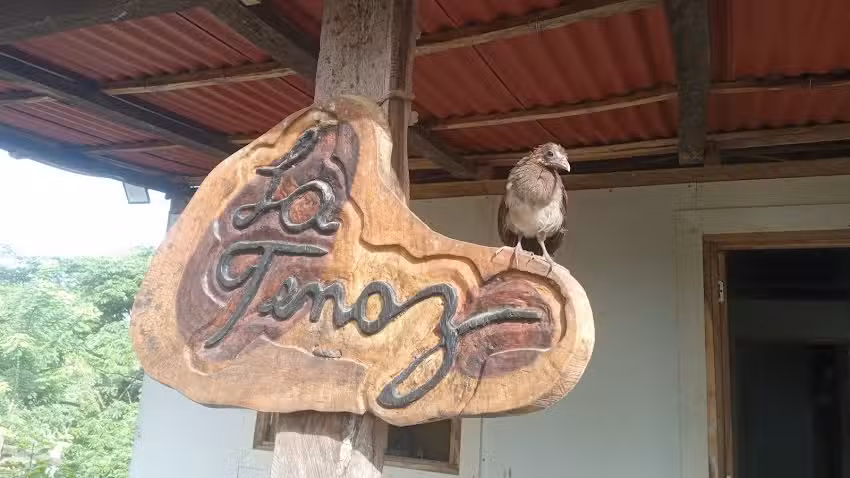 Algarrobo