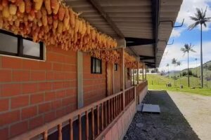 Alojamiento Rural Mirador Samaria San Felix- Salamina-Caldas, palma de cera