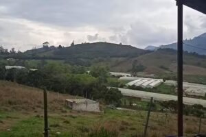 Amarillal llano de la.chamba