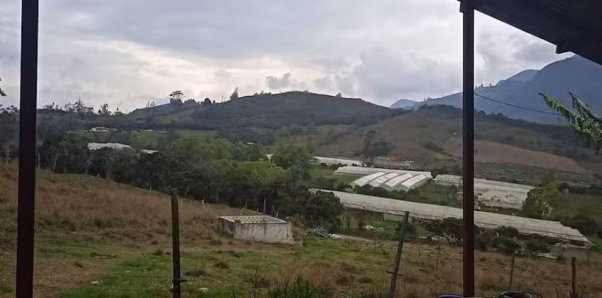 Amarillal llano de la.chamba