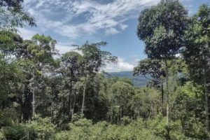 Ayahuasca Auka Putumayo