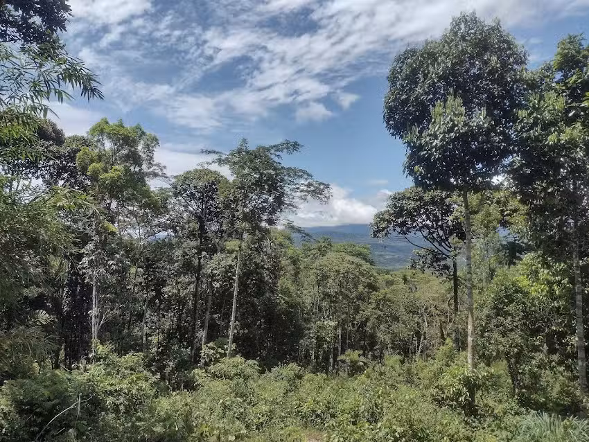 Ayahuasca Auka Putumayo