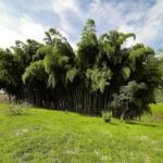 CABA&Ntilde;A SHALOM