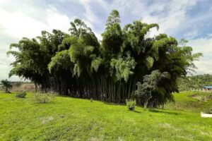 CABA&Ntilde;A SHALOM