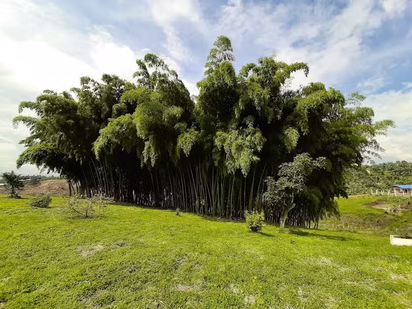 CABA&Ntilde;A SHALOM