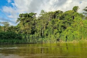 Capibara Experiences