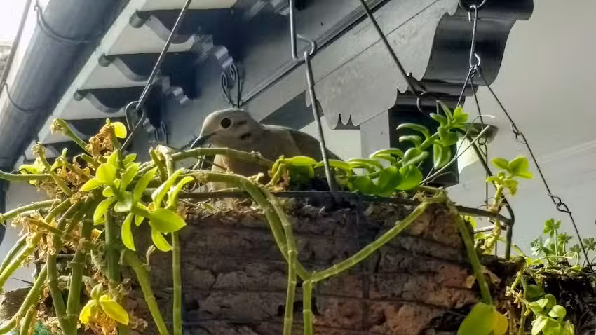 Casa Cham&iacute; Hostal