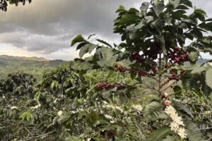 Finca Agroturistica san juan Bosco