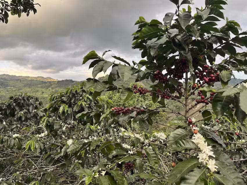 Finca Agroturistica san juan Bosco