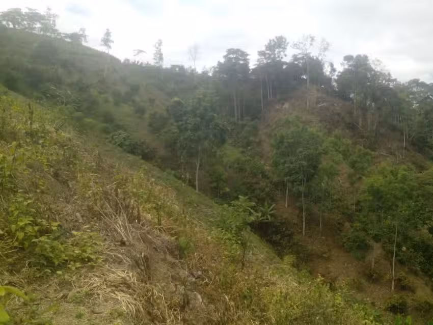 finca buenos aires