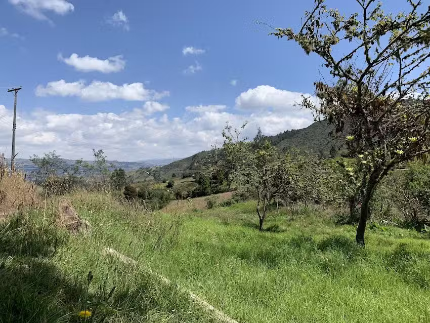 Finca el Papayo &ndash; Pablo Cifuentes
