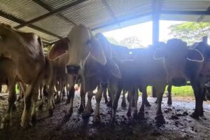 Finca Familia Perilla