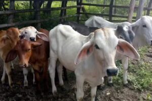 Finca la caba&ntilde;a