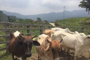 Finca la reforma Vda Delicias