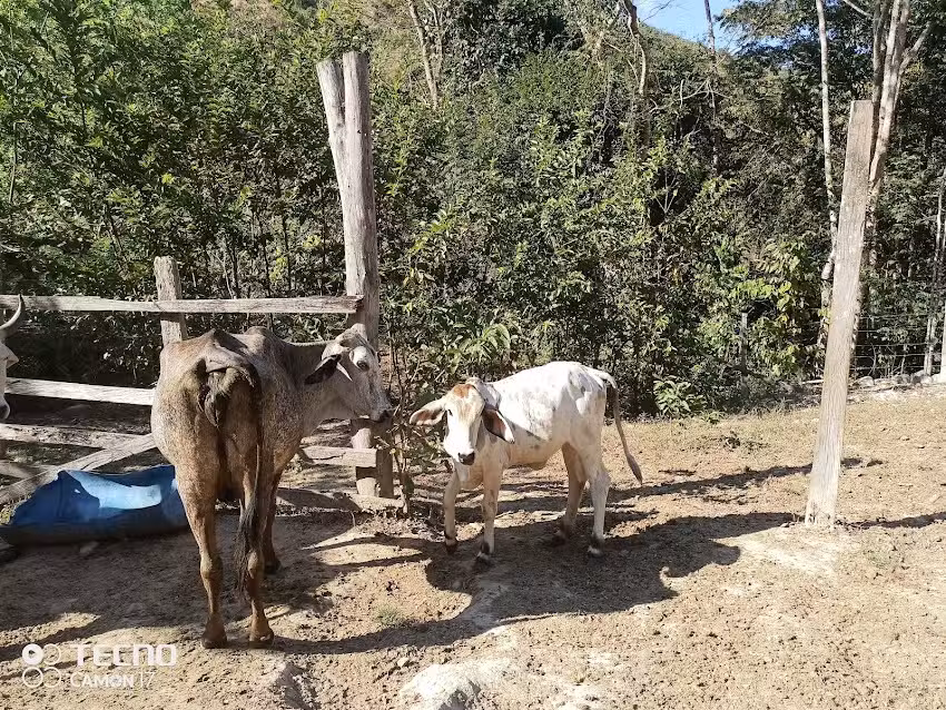 Finca los ca&ntilde;itos