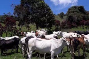 FINCA SAN ISIDRO, CHIMA SANTANDER