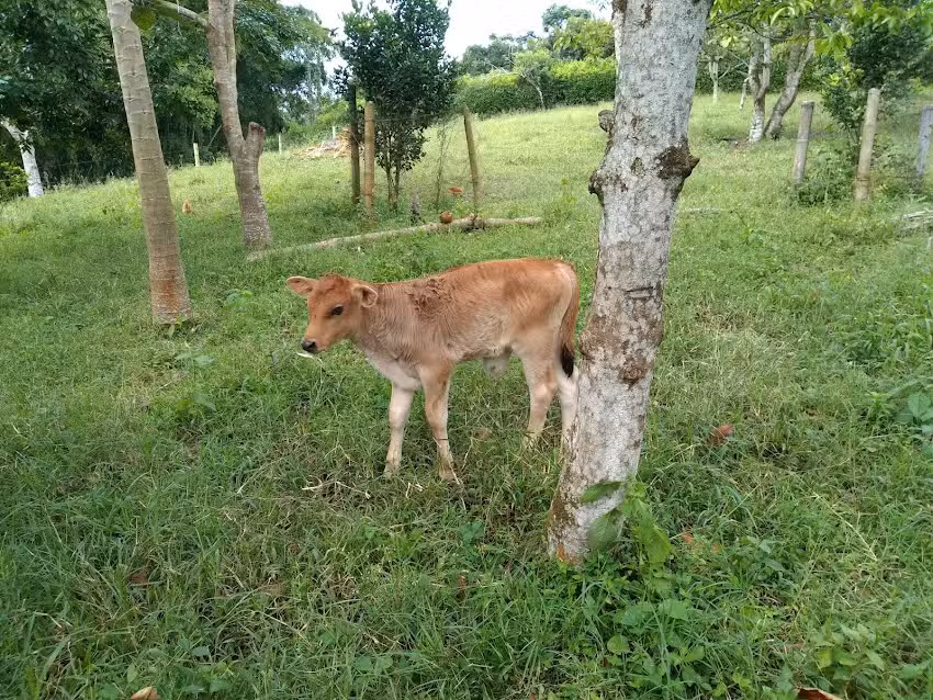 Finca Villa Nazareth