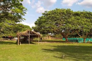 Fortuna los Clavellinos