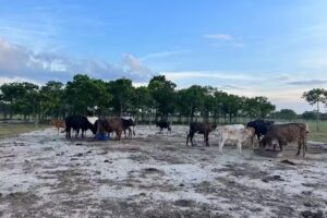 Hacienda Ecol&oacute;gica el Cabrestero