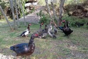 HOPEDAJE CASA DEL RIO