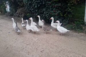 La Florida Apartamentos