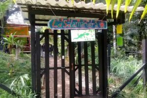 La salamandra ladrilleros