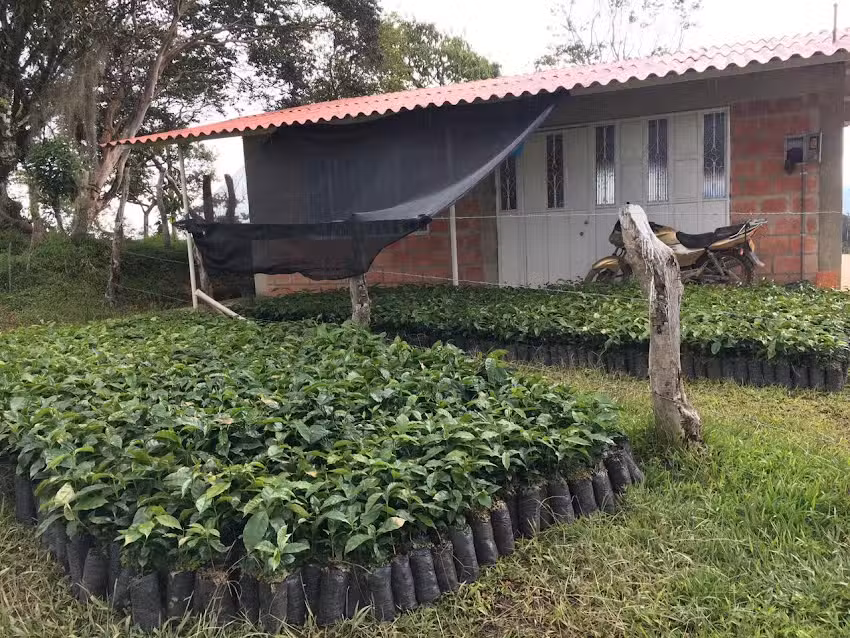 Los Cafetales de Mercadillo