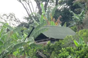 Los mandarinos glamping y avistamiento de aves