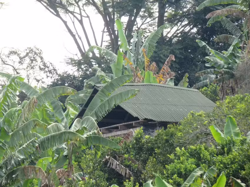 Los mandarinos glamping y avistamiento de aves