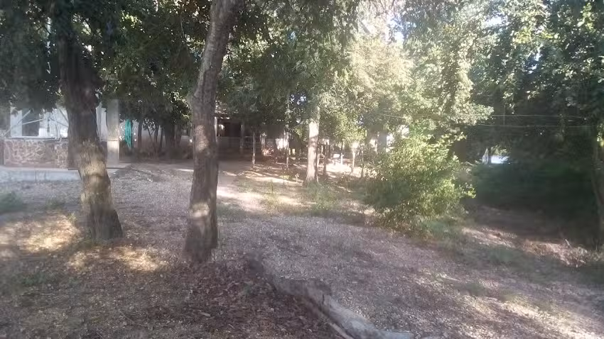 Palo ospino