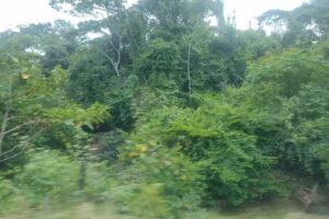 pedregale puerto rico