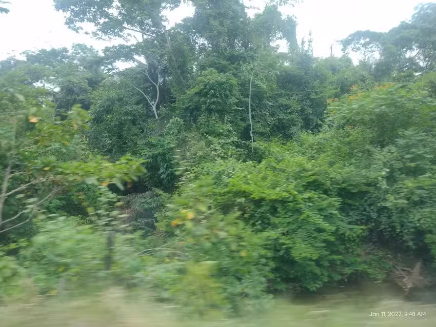 pedregale puerto rico