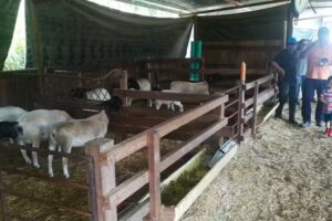 SANTUARIO OVINO-CAPRINO LA CASTELLANA