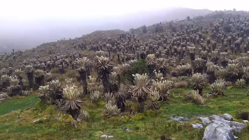 Sendero Ritacuba Blanco