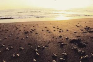 Tortugas del Pacifico