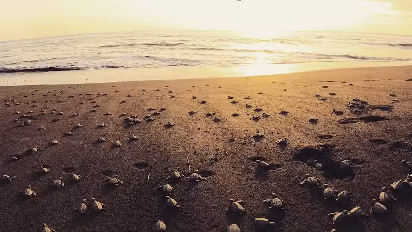 Tortugas del Pacifico