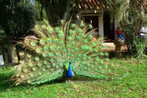 Zona de Camping Molino Del Balc&oacute;n